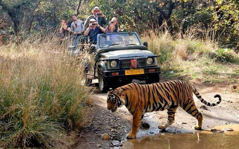 Wildlife Tours, Bird Watching, Photo Safari & Jungle Safari